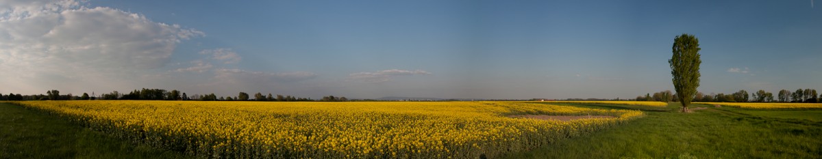 Panorama-19