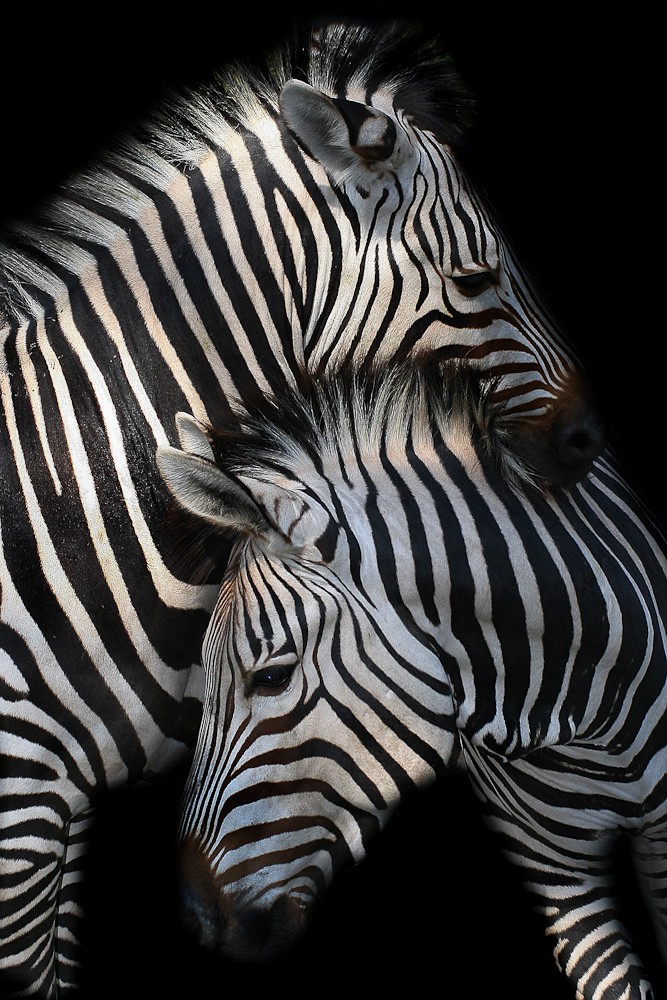 Tiere-1