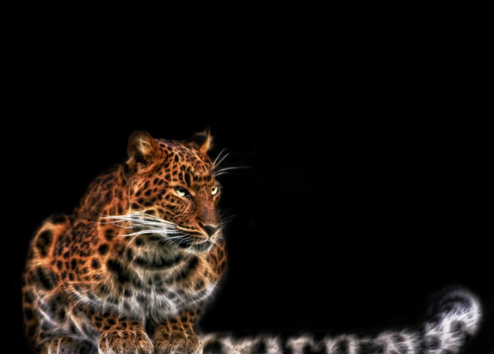 Tiere-10