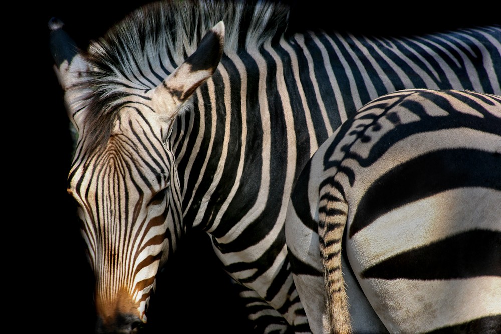 Tiere-2