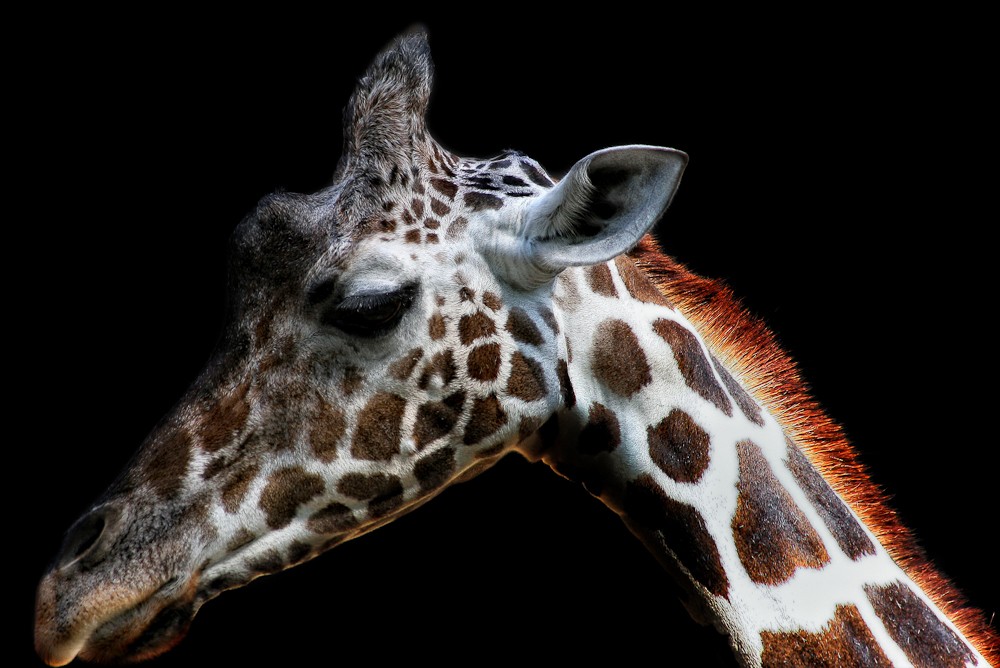 Tiere-6