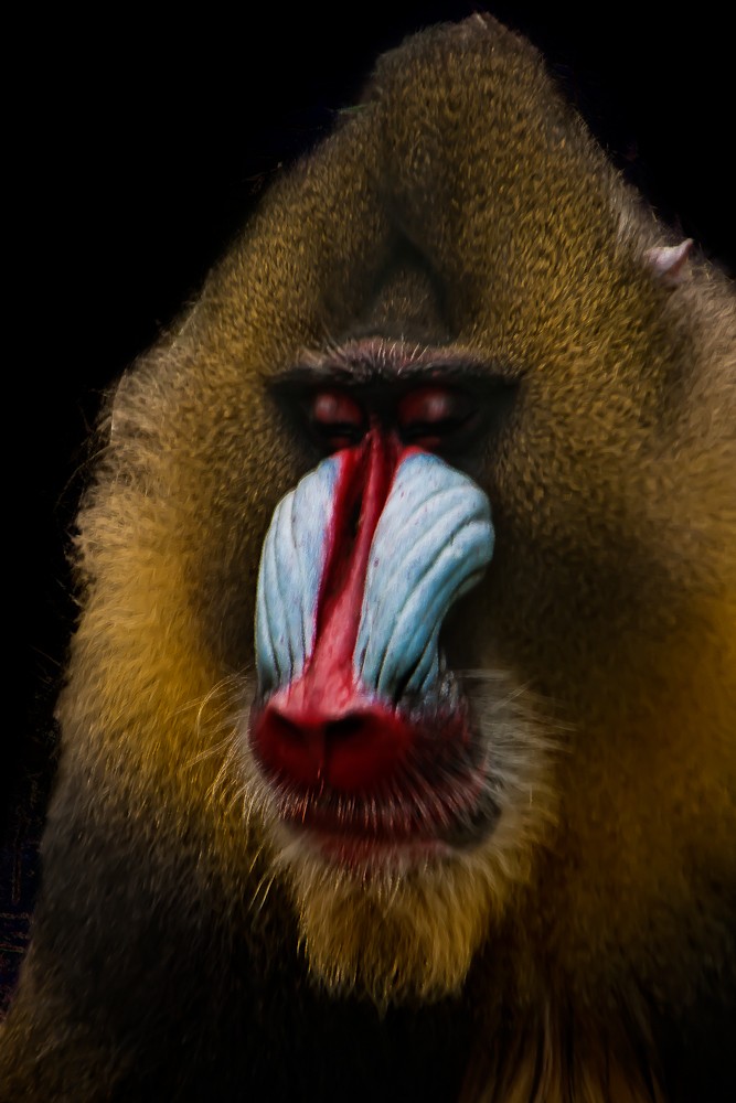 Tiere-8