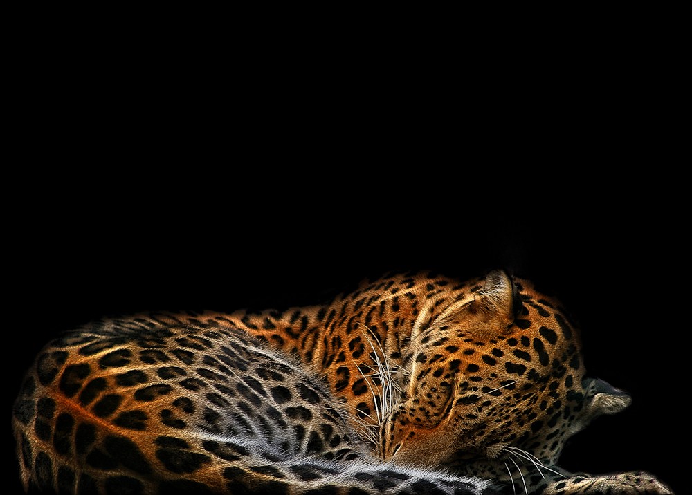 Tiere