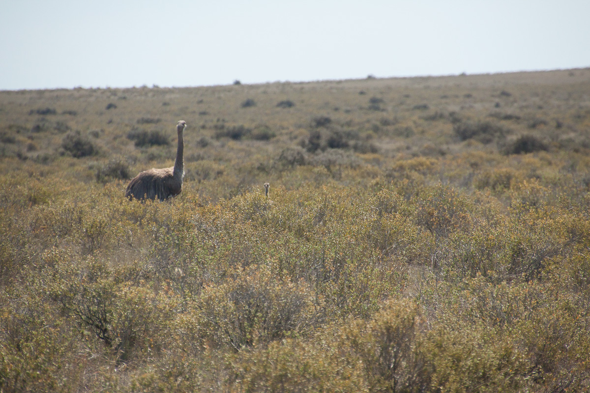 chubut-41