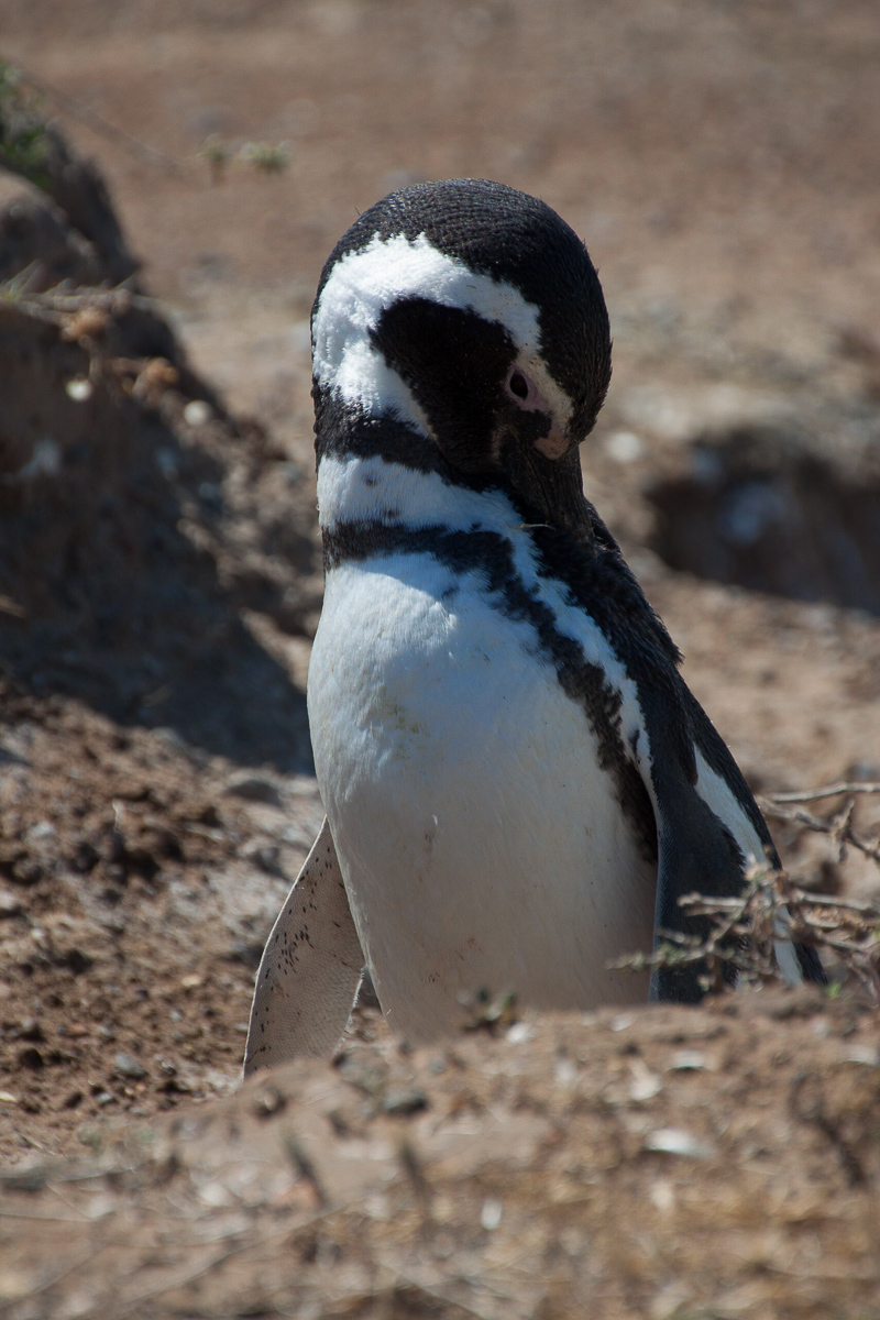 chubut-57